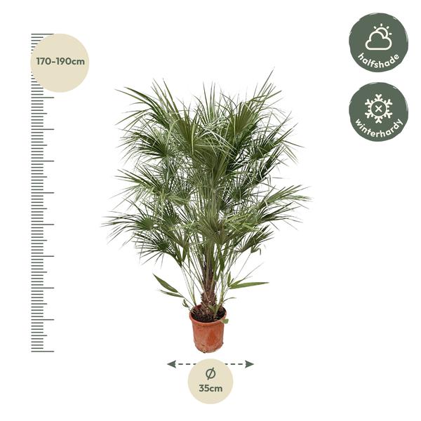 Zwergpalme auch Europäische Zwergpalme - Chamaerops Humilis Strauch - 170cm- Ø30