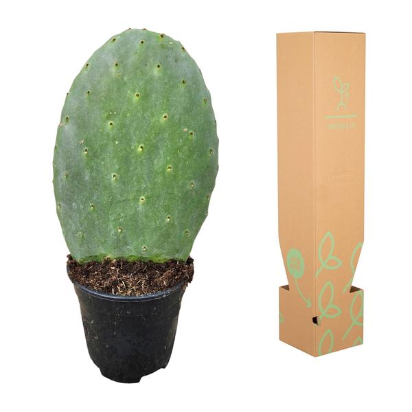 Feigenkaktus - Opuntia Cactus - 40 cm - Ø17cm