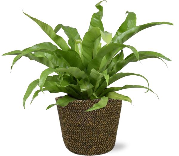 Vogelnestfarn - Asplenium Antiquum - Ø17cm - ↕45cm + Selin Pot D18x16cm - Topf Schwarz