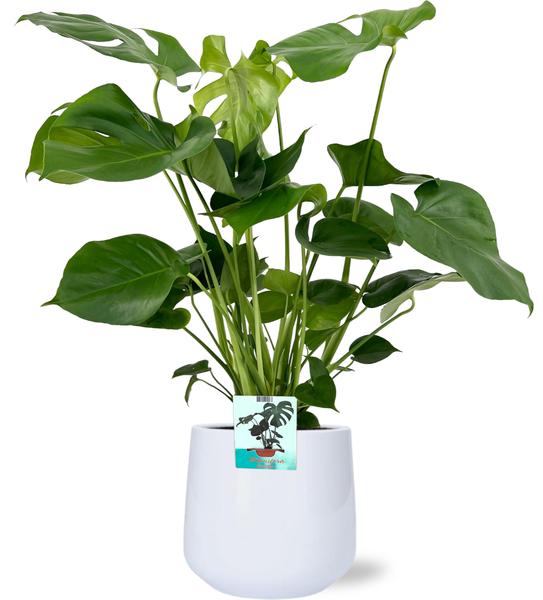 Schweizer Käsepflanze - Monstera Deliciosa - Ø19cm - 60cm + Puglia Pot D21/23,5x21cm - Topf Weiß