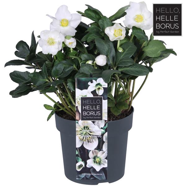 Christrose - Helleborus Niger 'Christmas Carol Early' XL - Ø17cm - ↕30cm