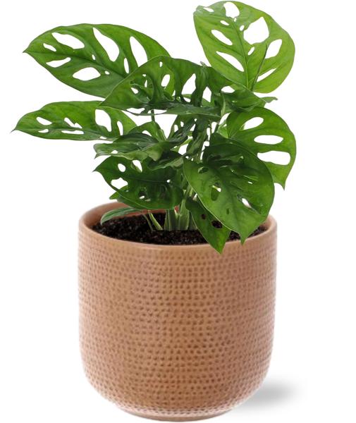 Schiefes Fensterblatt - Monstera Monkey Leaf - Ø12cm - ↕30cm + Aresso Pot D13x12,5cm - Topf  Braun