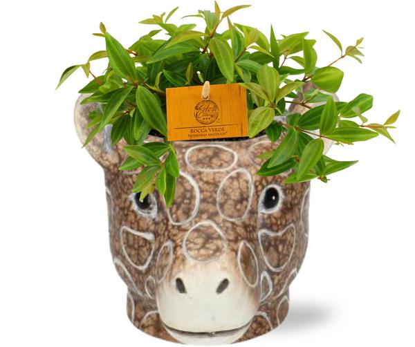 Zwergpfefferpflanze - Peperomia Ang. Rocca Vivace - Ø11cm - ↕15cm + Giraffenkopf Topf Braun D11/14x11cm