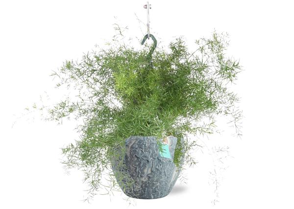 Smaragdfarn - Asparagus Sprengeri Hang - Ø17cm - ↕35cm + Doug Pot D18x16cm - Topf Grau Weiß