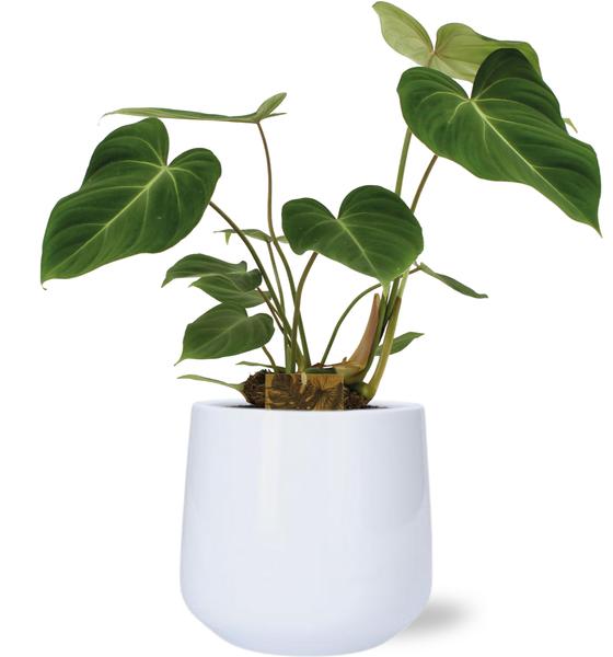 Baumfreund - Philodendron Gloriosum - Ø15cm - ↕40cm + Puglia Pot D16,5/18x16cm - Topf Weiß