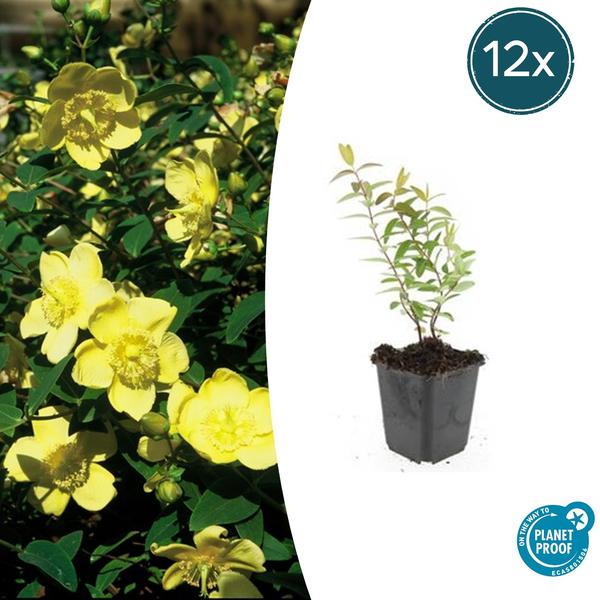 Johanniskraut - Hypericum 'Hidcote' - ↕10-25cm - Ø9cm - 12x