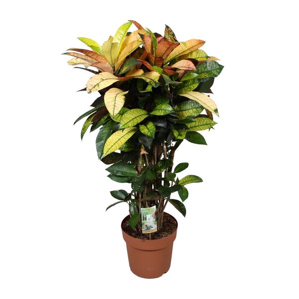 Wunderstrauch - Codiaeum Mrs Iceton - Ø24cm - ↕80cm