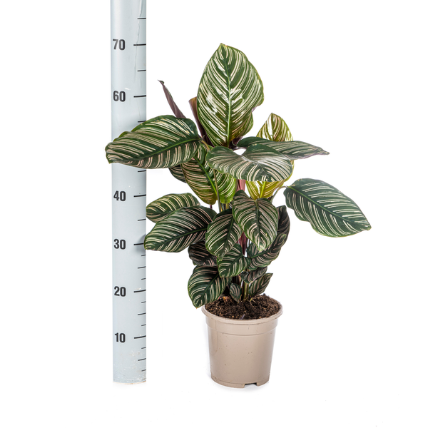 Gebetspflanze - Calathea Ornata Sanderiana Ø17cm - ↕45cm