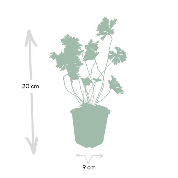 Storchschnabel - Geranium Rozanne - ↕10-25cm - Ø9cm 6 Stück