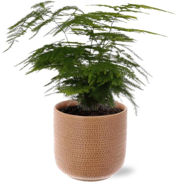 Spargelfarn - Asparagus Setaceus - Ø12cm - ↕35cm + Aresso Pot D13x12,5cm - Topf Braun