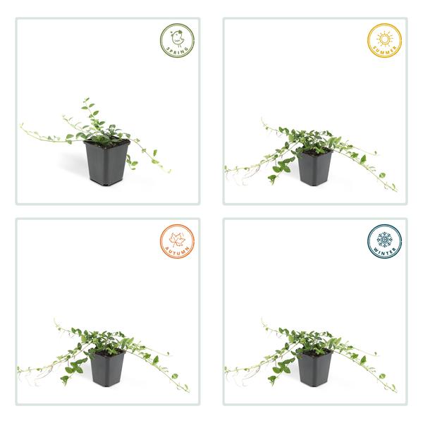 Kleines weißes Immergrün - Vinca minor 'Alba' - ↕10-25cm - Ø9cm 40 Stück