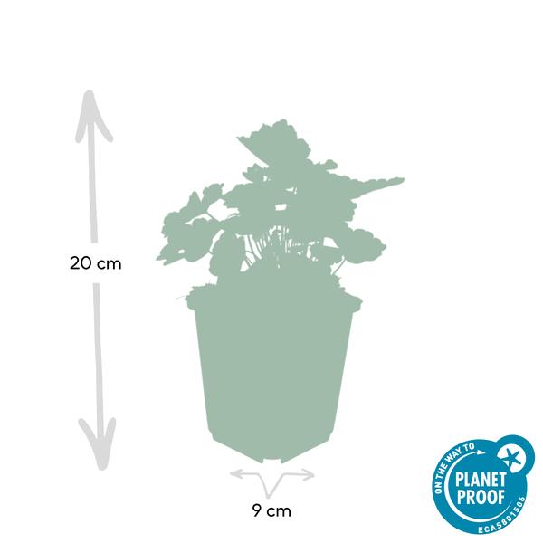 Purpurglöckchen - Heuchera mic. 'Palace Purple' - ↕10-25cm - Ø9cm 40 Stück