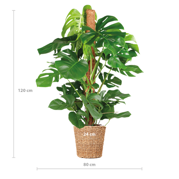 Schweizer Käsepflanze - Monstera Deliciosa XL mit Torun-Korb – 120 cm – Ø24