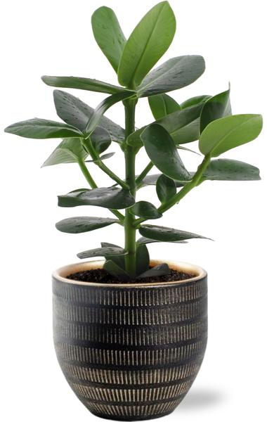 Balsamapfel - Clusia Rosea Princess - Ø12cm - ↕15cm + Beau Pot D14x13cm - Topf Schwarz