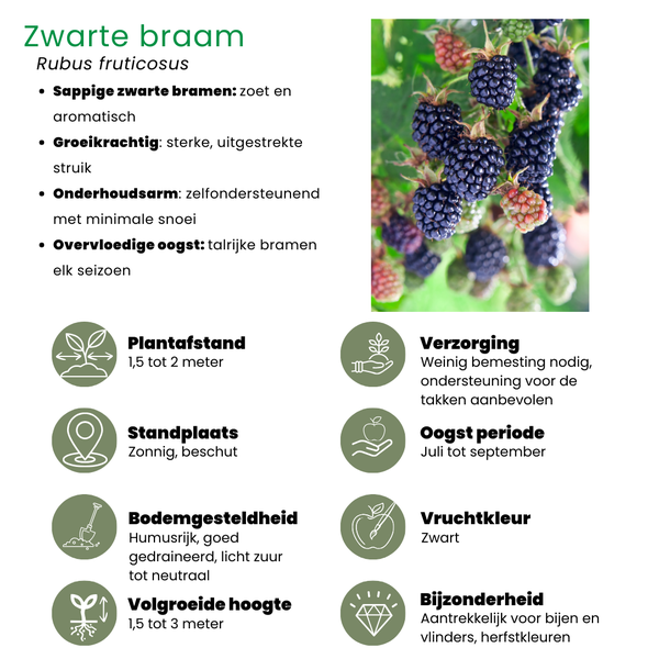 Beeren und Trauben Mix - Beeren und Trauben "Fruchtoase" BIO Obstpflanzen Set im Mix von 5 verschiedene Sorten