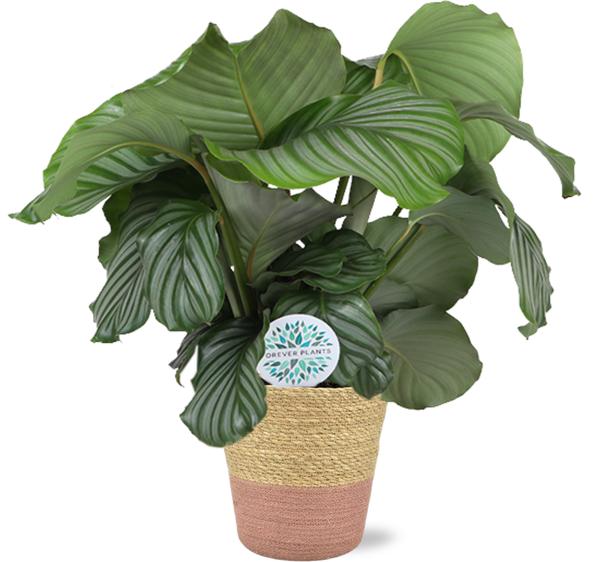 Gebetspflanze - Calathea Orbifolia - Ø21cm - ↕70cm + Ruby Pot D22,5x21,5cm - Topf Rosa