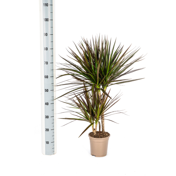 Drachenbaum - Dracaena Marginata Magenta Ø17cm - ↕60cm