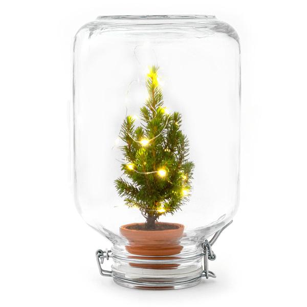 Weihnachtsbaum im Glas - Easyplant - Ficus Christmas