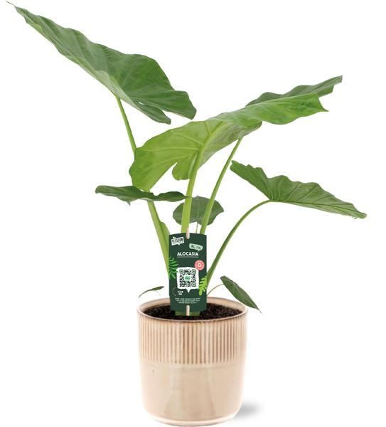 Riesenelefantenohr - Alocasia Macrorrhiza - Ø19cm - ↕70cm + Terni Pot D20x20cm - Topf Rosa