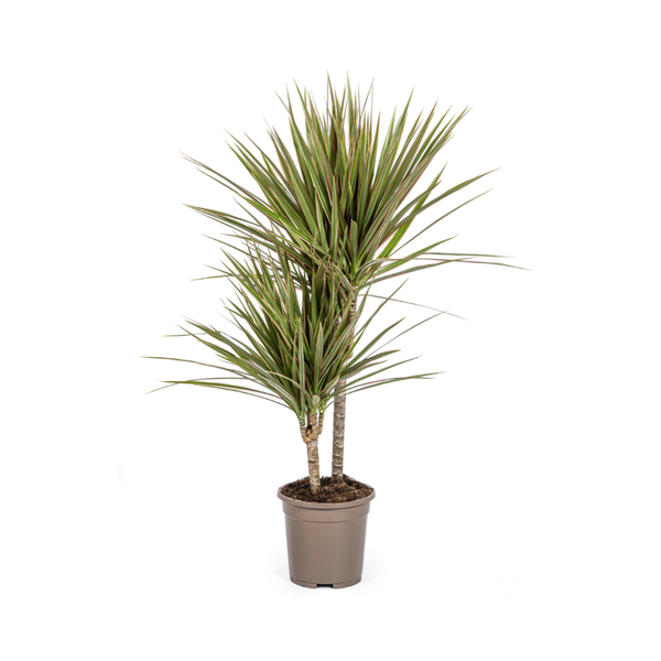 Drachenbaum - Dracaena Marginata Bicolor Ø17cm - ↕60cm