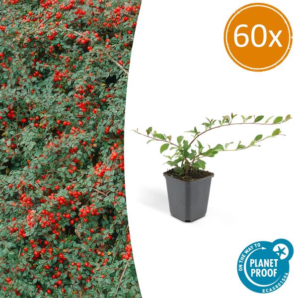 Zwergmispel - Cotoneaster dammeri - ↕10-25cm - Ø9cm 60 Stück