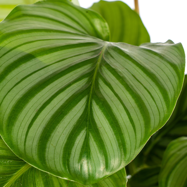 Gebetsplfanze - Calathea Orbifolia Ø17cm - ↕45cm