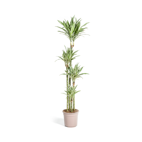 Drachenbaum - Dracaena Deremensis White Stripe Ø27cm - ↕180cm