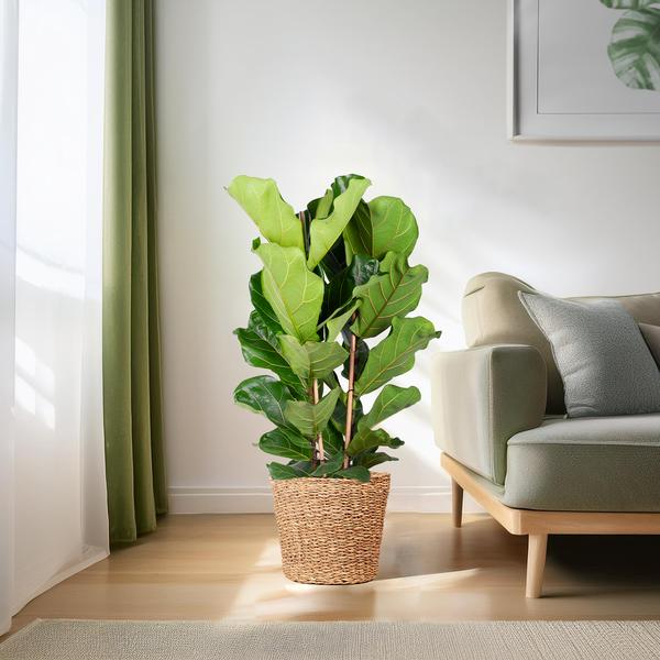 Geigenfeige - Ficus Lyrata XL mit Torun-Korb – 140 cm – Ø27