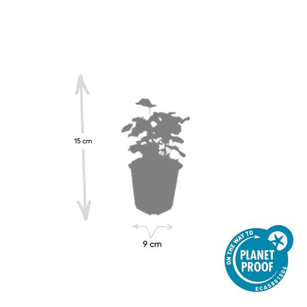 Frauenmantel - Alchemilla mollis - ↕10-25cm - Ø9cm - 6x