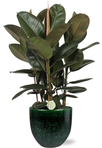 Gummibaum - Ficus Robusta - Ø27cm - ↕90cm + Jolin Pot D29x27cm - Topf Grün