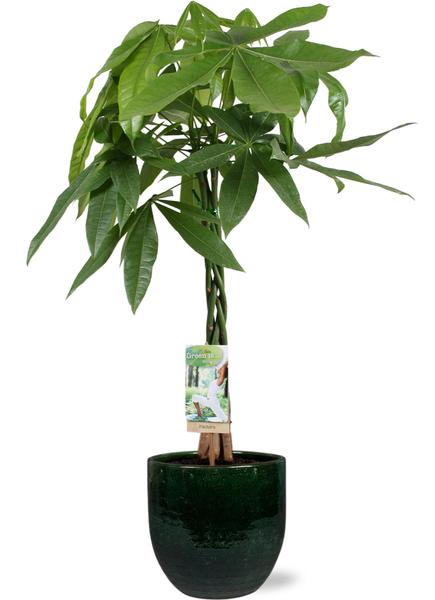 Glückskastanie - Pachira Aquatica - Ø21cm - ↕90cm + Jolin Pot D24x23cm - Topf Grün