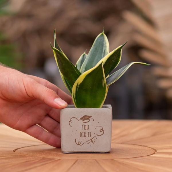 Geschenkgruß - Congreetz® plantpots + Sansevieria | You did it