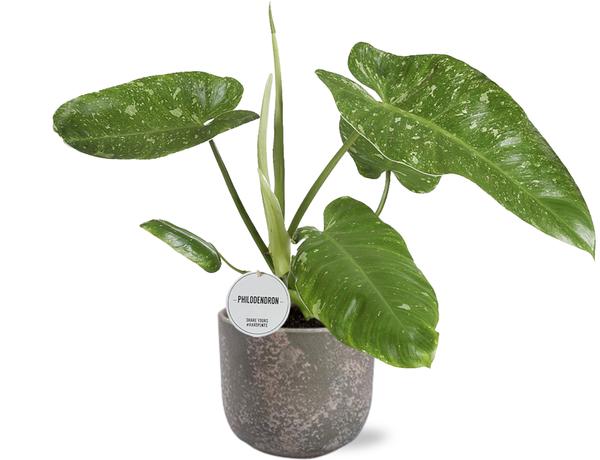 Baumfreund - Philodendron Jose Buono - Ø15cm - ↕45cm + Natan Pot D17x15cm - Topf grau