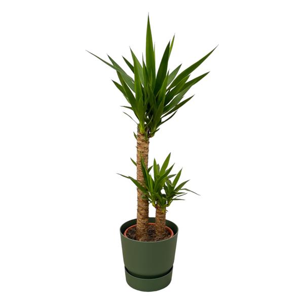 Yucca - ↨100cm - Ø21cm inklusive elho Greenville Topf grün D24xH23