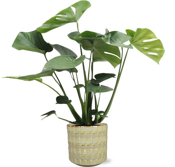 Schweizer Käsepflanze - Monstera Deliciosa - Ø17cm - ↕60cm + Stian Pot D18x17cm - Topf Grün