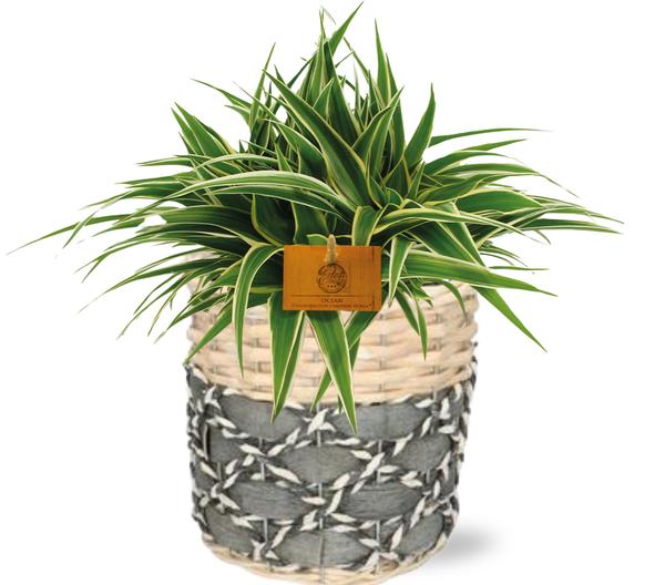 Grünlilie - Chlorophytum Ocean - Ø15cm - ↕25cm + Lexi Pot D17x17cm - Basket Topf Grau