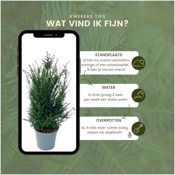 Europäische Eibe - Taxus Baccata - Pflanzen für 10 laufende Meter Hecken - 12L - 25 x 80-100 cm  25 Stück
