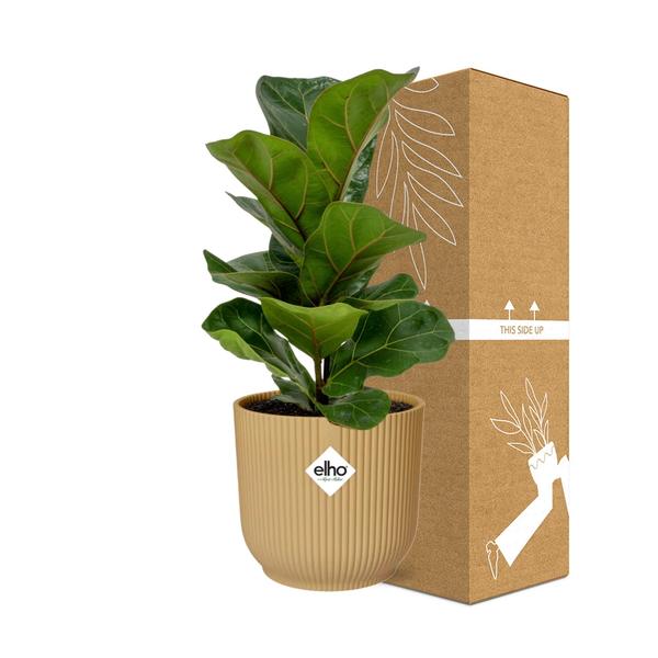 Geigenfeige - Ficus Lyrata Bambino in ELHO Vibes Fold 14cm geel Topf gelb