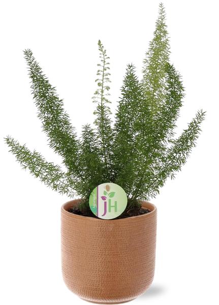 Fuchsschwanzfarn - Asparagus D. Meyers - Ø17cm - ↕50cm + Aresso Pot D18x16,5cm - Topf Braun