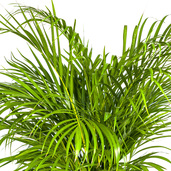 Arecapalme - Dypsis Areca Lutescens Ø24cm - ↕140cm