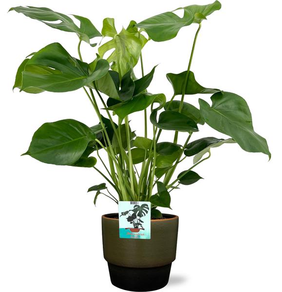 Schweizer Käsepflanze - Monstera Deliciosa - Ø19cm - 60cm + Erik Pot D20x18cm - Topf Dunekgrün