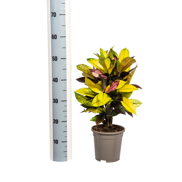 Wunderstrauch Iceton - Codiaeum 'Croton' Iceton Ø17cm - ↕50cm