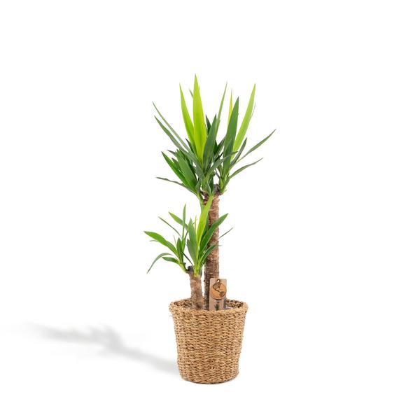 Yucca mit Korb - ↨100cm - Ø21cm