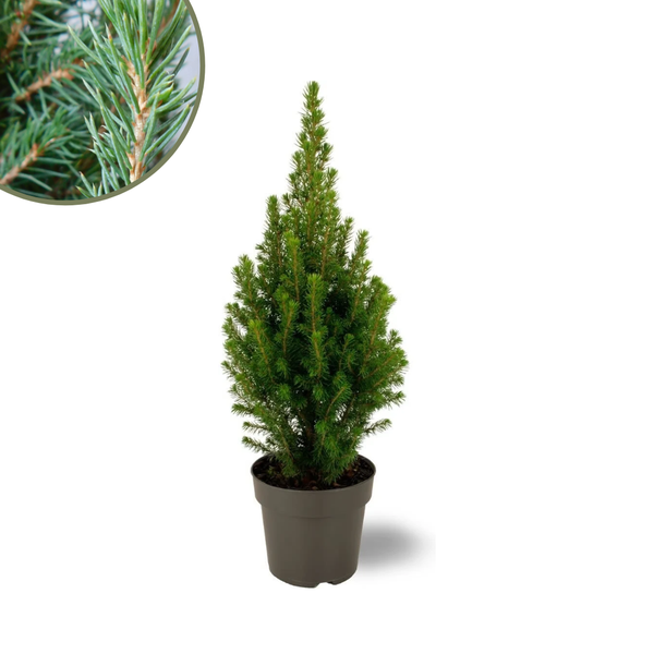 Kanadische Fichte - Picea glauca Perfecta - 15 cm Ø - 40 cm ↨