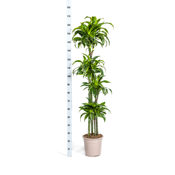 Drachenbaum - Dracaena Deremensis Dorado Ø27cm - ↕180cm