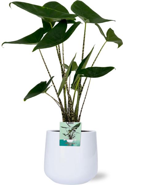 Elefantenohr - Alocasia Zebrina - Ø19cm - ↕75cm + Puglia Pot D21/23,5x21cm - Topf Weiß