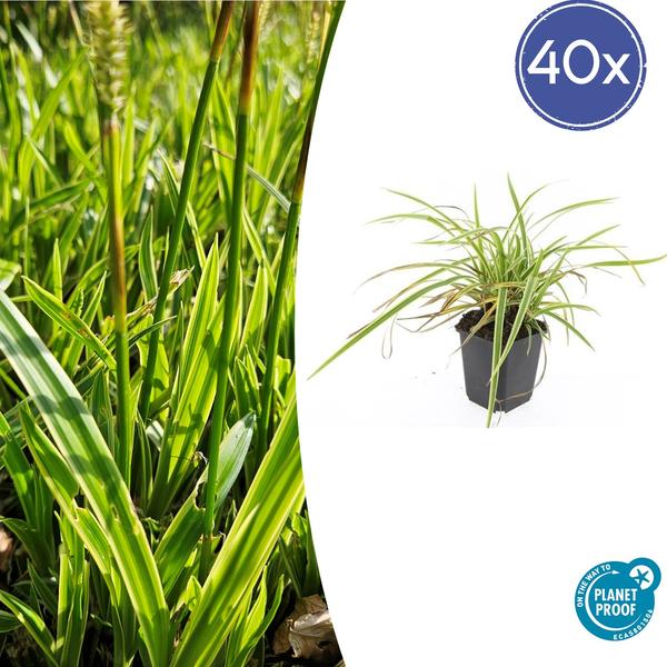 Ziergras - Carex morrowii 'Aureovariegata'  - ↕10-25cm - Ø9cm - 40x