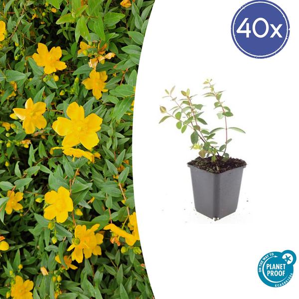 Johanniskraut - Hypericum dummeri 'Peter Dummer' - ↕10-25cm - Ø9cm - 40x