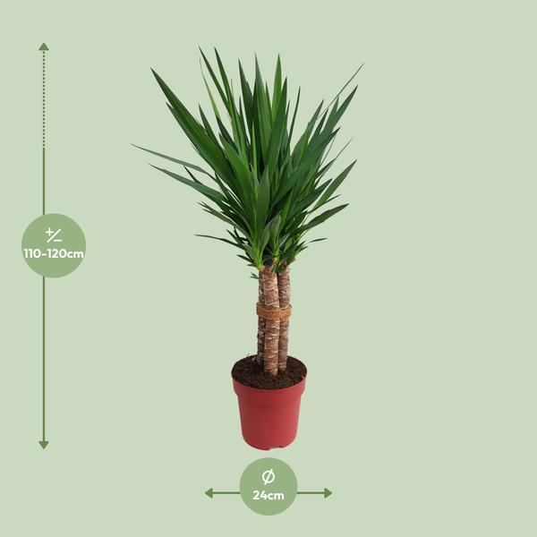 Yucca Tres Cañas 50 Stamm P24 - Ø24cm - ↕120cm