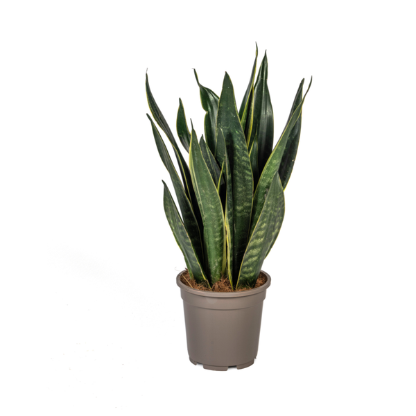 Schwiegermutterzunge - Sansevieria Trifasciata Futura Black Ø17cm - ↕50-55cm